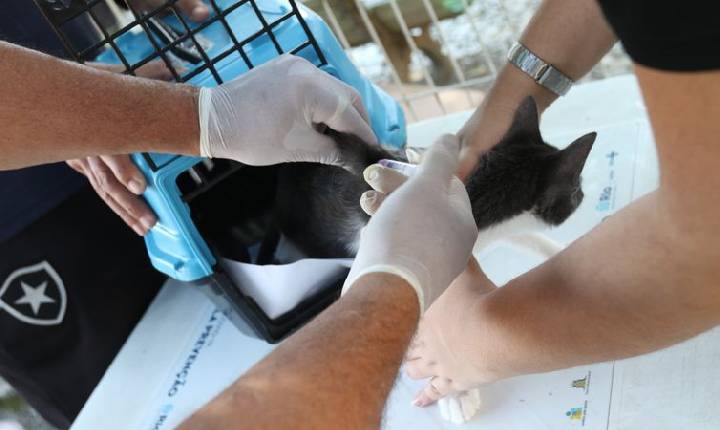 Conselho de Veterinária alerta para doença que afeta gatos 