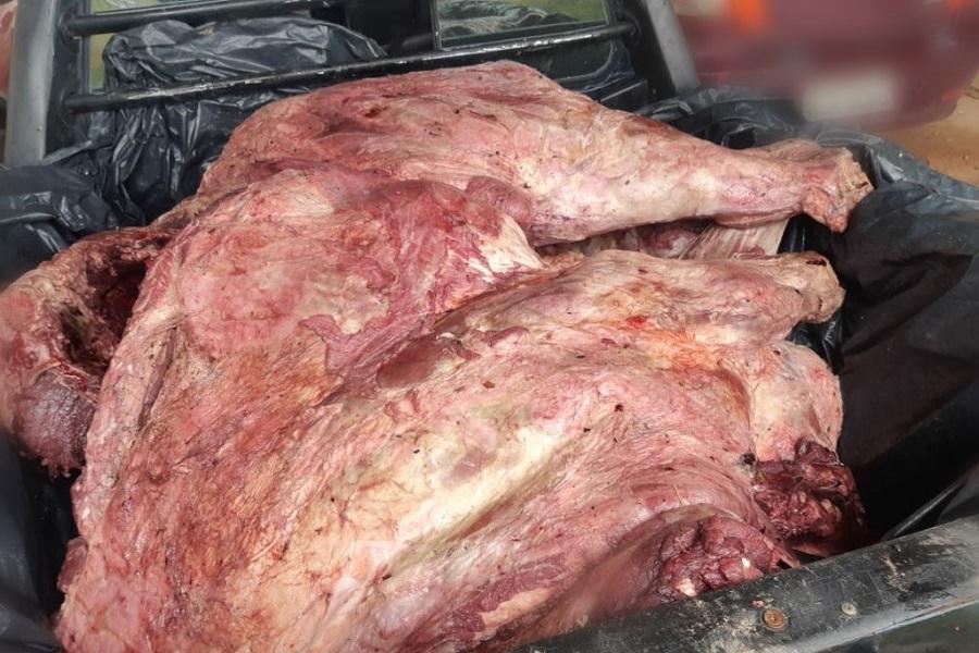 EM PRACUÚBA, POLÍCIA CIVIL PRENDE SEIS PESSOAS EM FLAGRANTE POR FURTO E RECEPTAÇÃO DE ANIMAIS