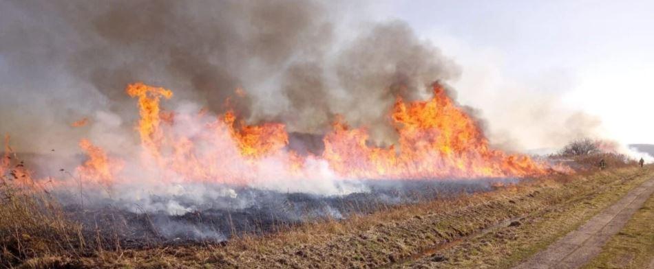 Alemanha adota queimadas para conter javalis em reserva ambiental