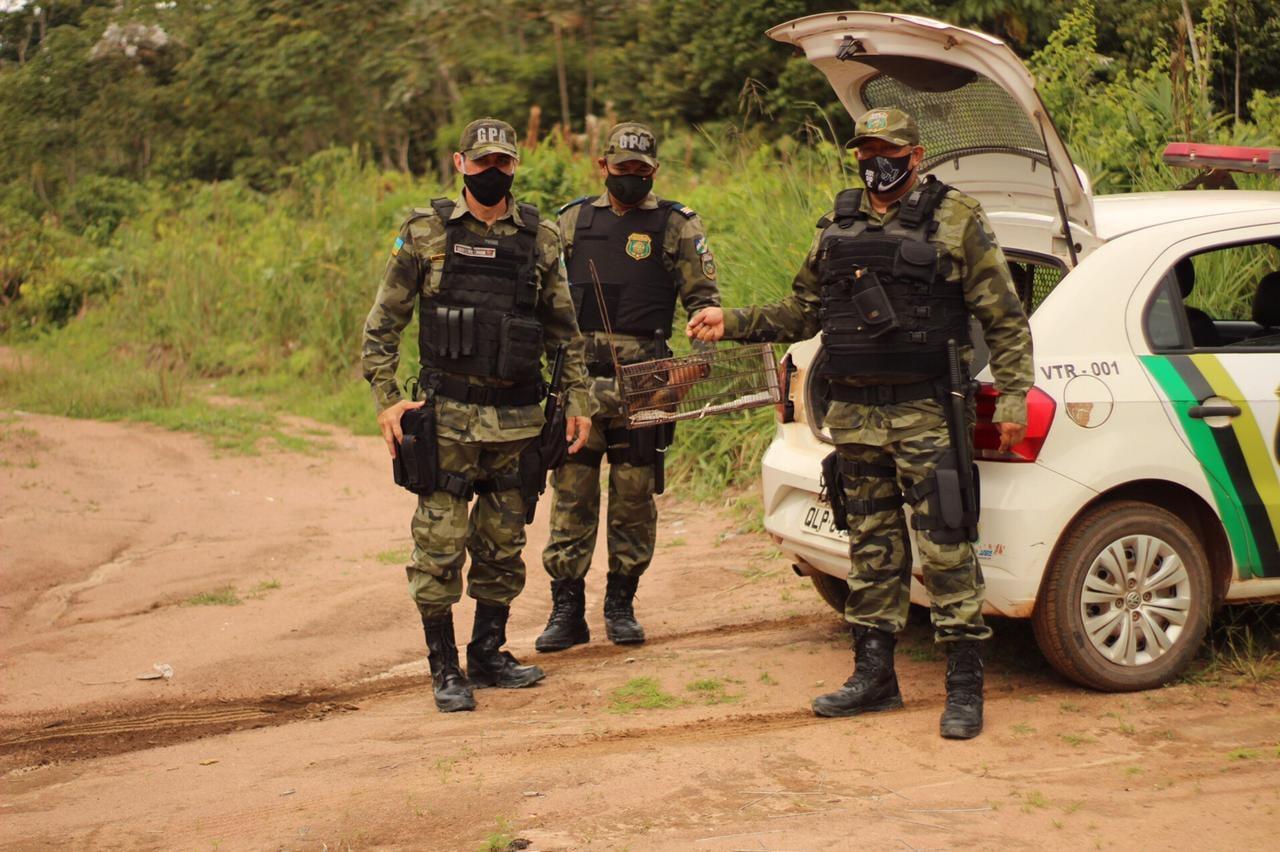 Guarda Ambiental realiza captura e soltura de dois animais silvestres.  