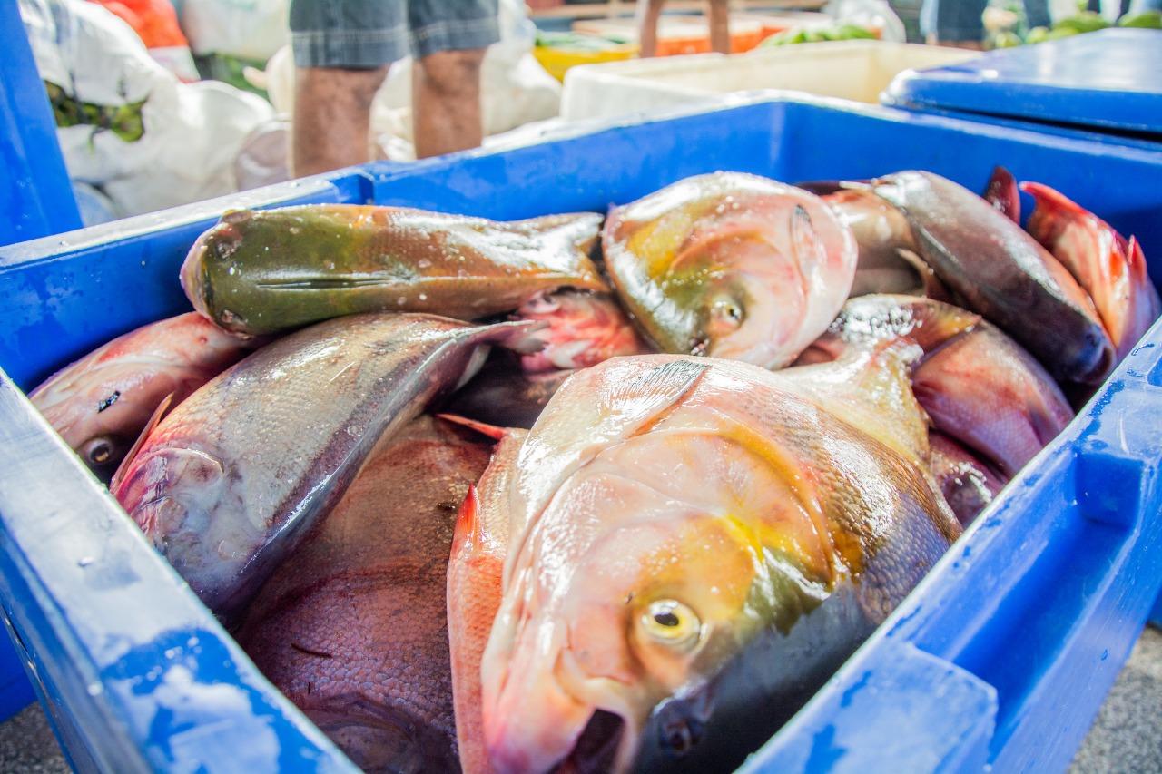 Peixe Popular: Comercialização inicia nesta quarta-feira, 31.
