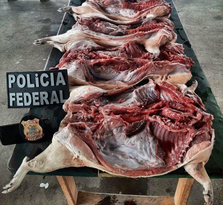 PF e autoridades francesas combatem comércio ilegal de caça, tráfico de drogas e de pessoas na fronteira