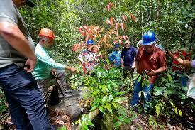 A pedido do MPF, Corte Especial STJ anula decisão que autorizava exploração de área da Floresta Estadual do Amapá    