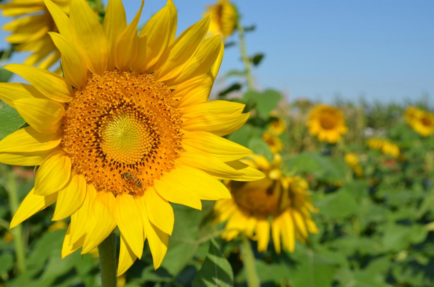Embrapa atualiza Zoneamento Agrícola de Risco Climático (Zarc) para cultivo de girassol