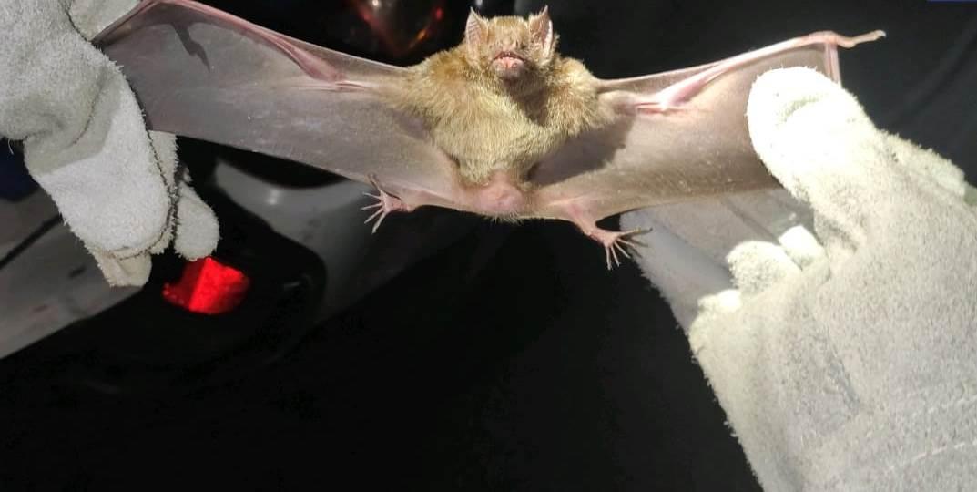 SVS realiza ação de controle de zoonoses no município de Tartarugalzinho