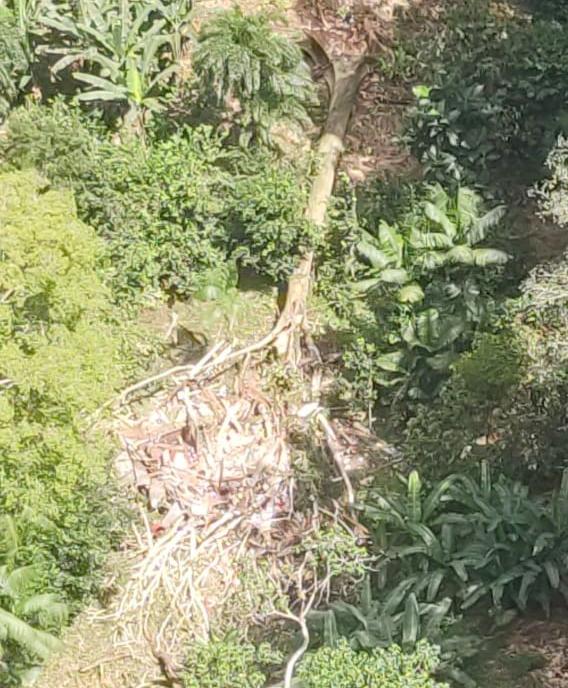 Árvore cai sobre galpão usado por catadores de castanha no Vale do Jari