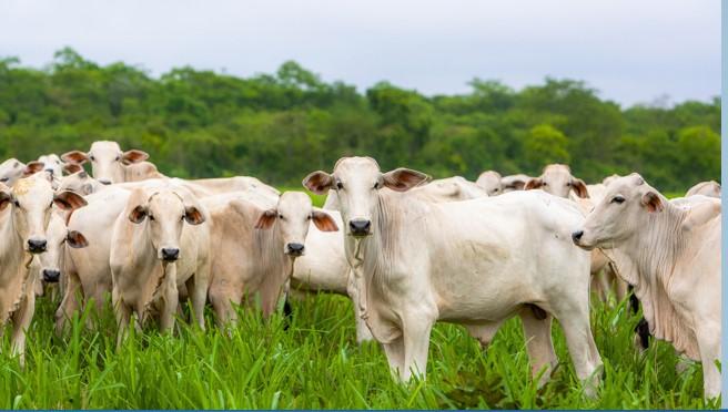 Brasil é o quarto maior produtor de grãos e o maior exportador de carne bovina do mundo, diz estudo