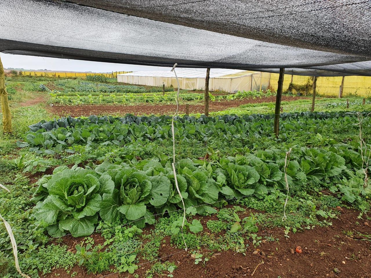 Do campo à mesa