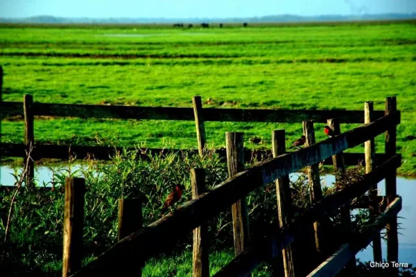 Chico Terra lança e-book de fotografias da Amazônia