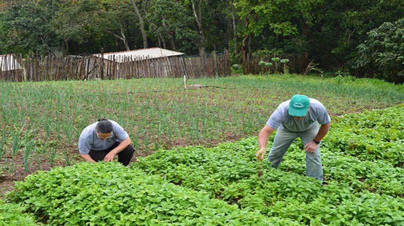 Criação de empregos na produção de alimentos de janeiro a julho tem melhor resultado desde 2011
