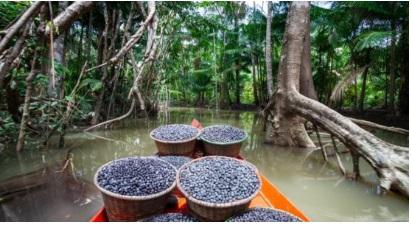 Incluir açaí na alimentação