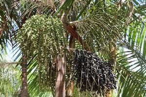 “Açaí com ciência: produtivo e seguro” é tema da palestra de abertura da Semana Nacional de Ciência e Tecnologia
