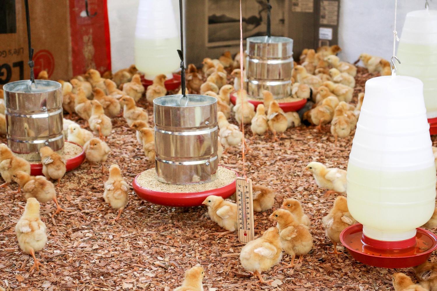 Prefeitura de Macapá investe em programa de fomento à produção de aves no município