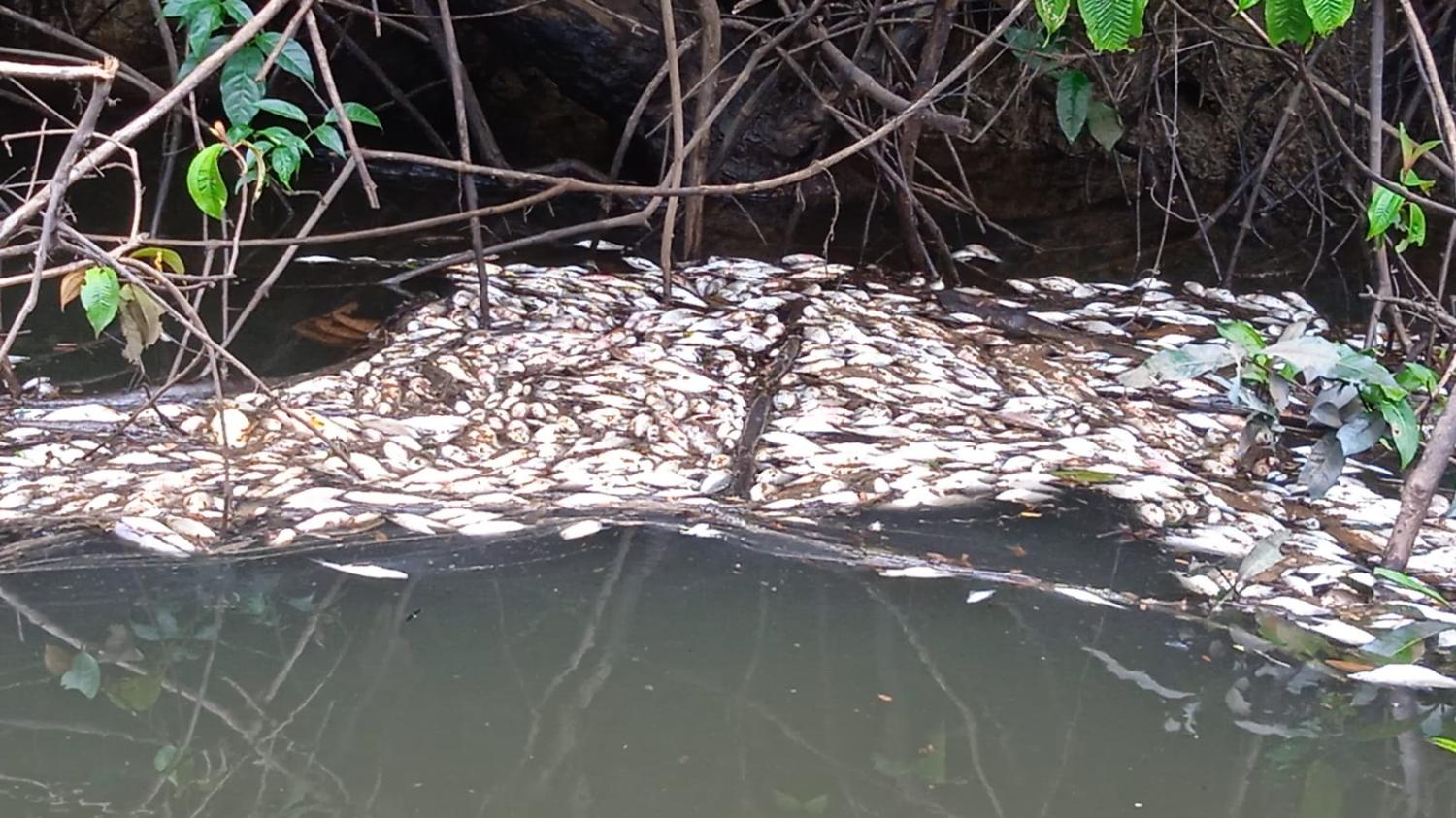 MORTANDADE DE PEIXES NA COMUNIDADE DO XIVETE