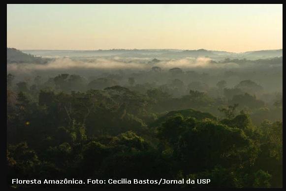 Proteção da Amazônia será pauta importante nas eleições de 2022