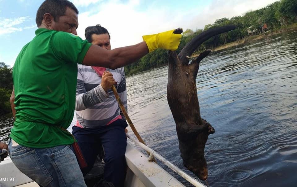 Operação já retirou mais de 2 toneladas de animais mortos do Rio Amapari