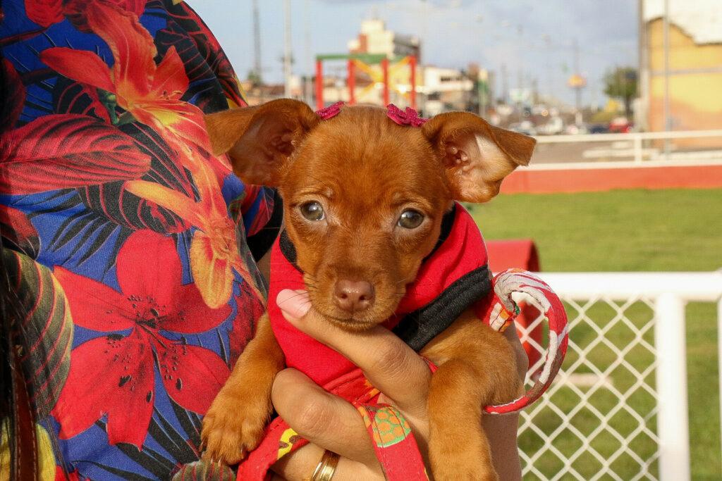 Prefeitura disponibiliza castração de cães e gatos na capital