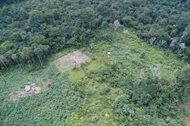 A INEFICIÊNCIA E A INEFICÁCIA DAS UNIDADES DE CONSERVAÇÃO IMPLANTADA NA AMAZÔNIA LEGAL