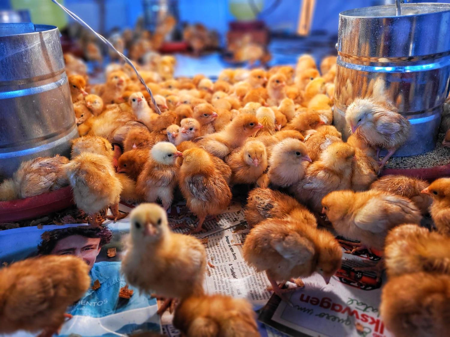 Mais de 660 aves criadas por escola família devem ajudar na merenda escolar em Macapá