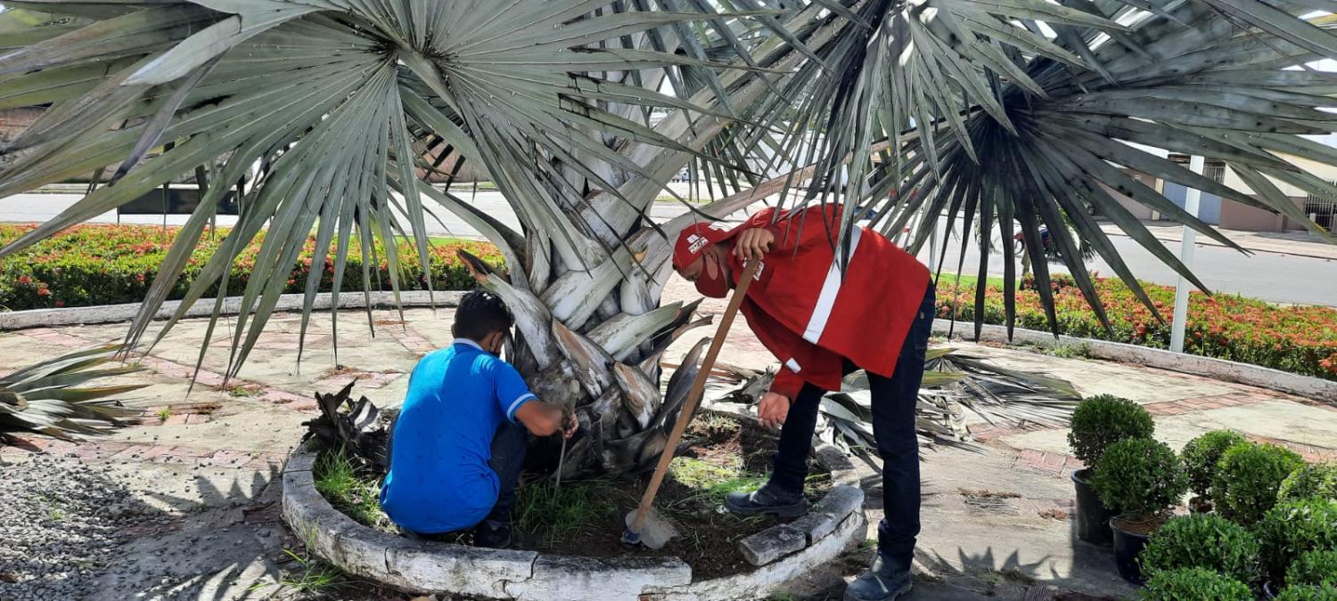 Palmeiras e ‘flores de coral’ enfeitam rotatória na zona sul de Macapá