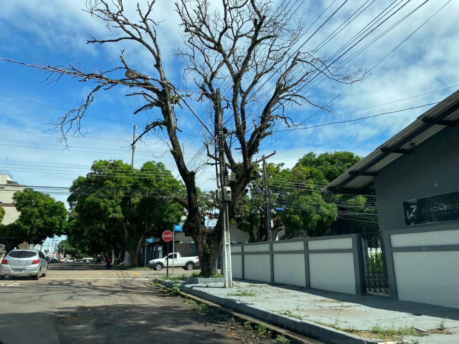Poda irregular de árvores pode trazer prejuízos ambientais