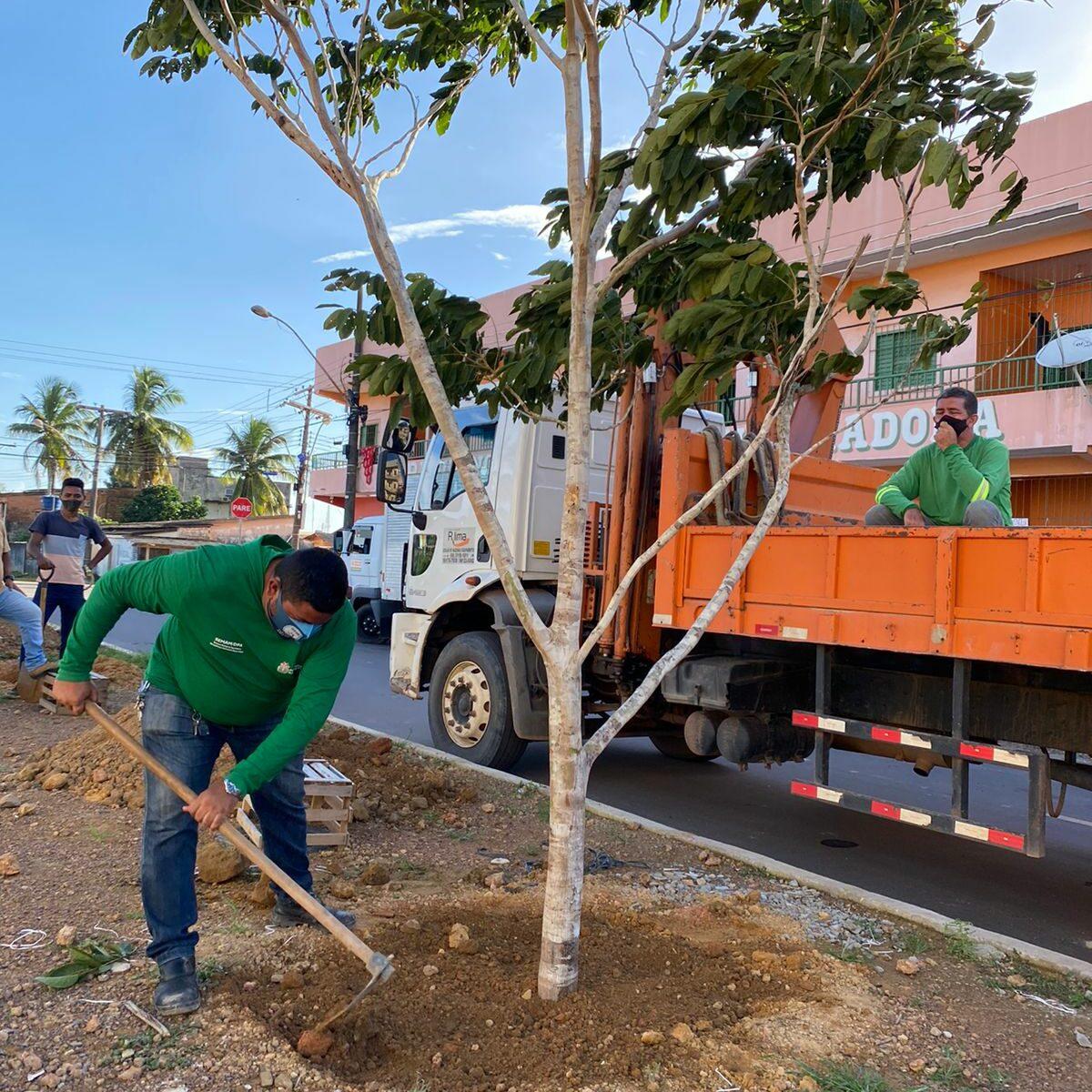 Primeira árvore transplantada lança projeto ‘Jardins da Cidade’ em Macapá