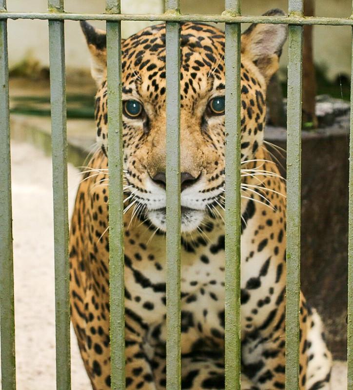 No Dia dos Animais, conheça os moradores do Bioparque da Amazônia