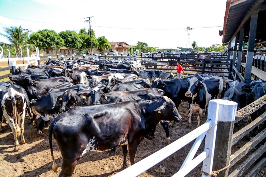 Em busca de status 'livre sem vacinação', Amapá promove Fórum de Vigilância para Febre Aftosa