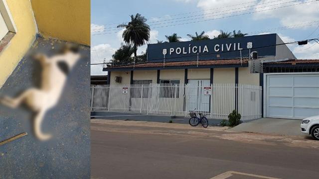 Polícia civil prende homem investigado por matar cachorros de uma empresa motivado por vingança.
