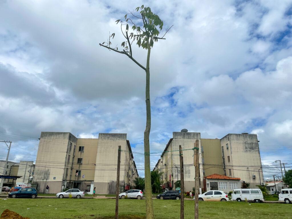 Projeto Cidade Verde: Samaúma de 5 metros é plantada no Habitacional Macapaba
