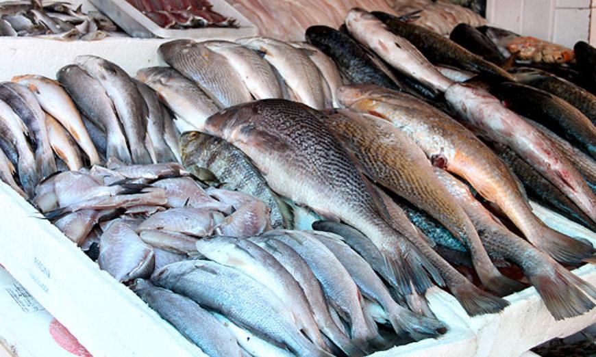 Prefeitura de Santana oferece peixes com preços reduzidos na Semana Santa