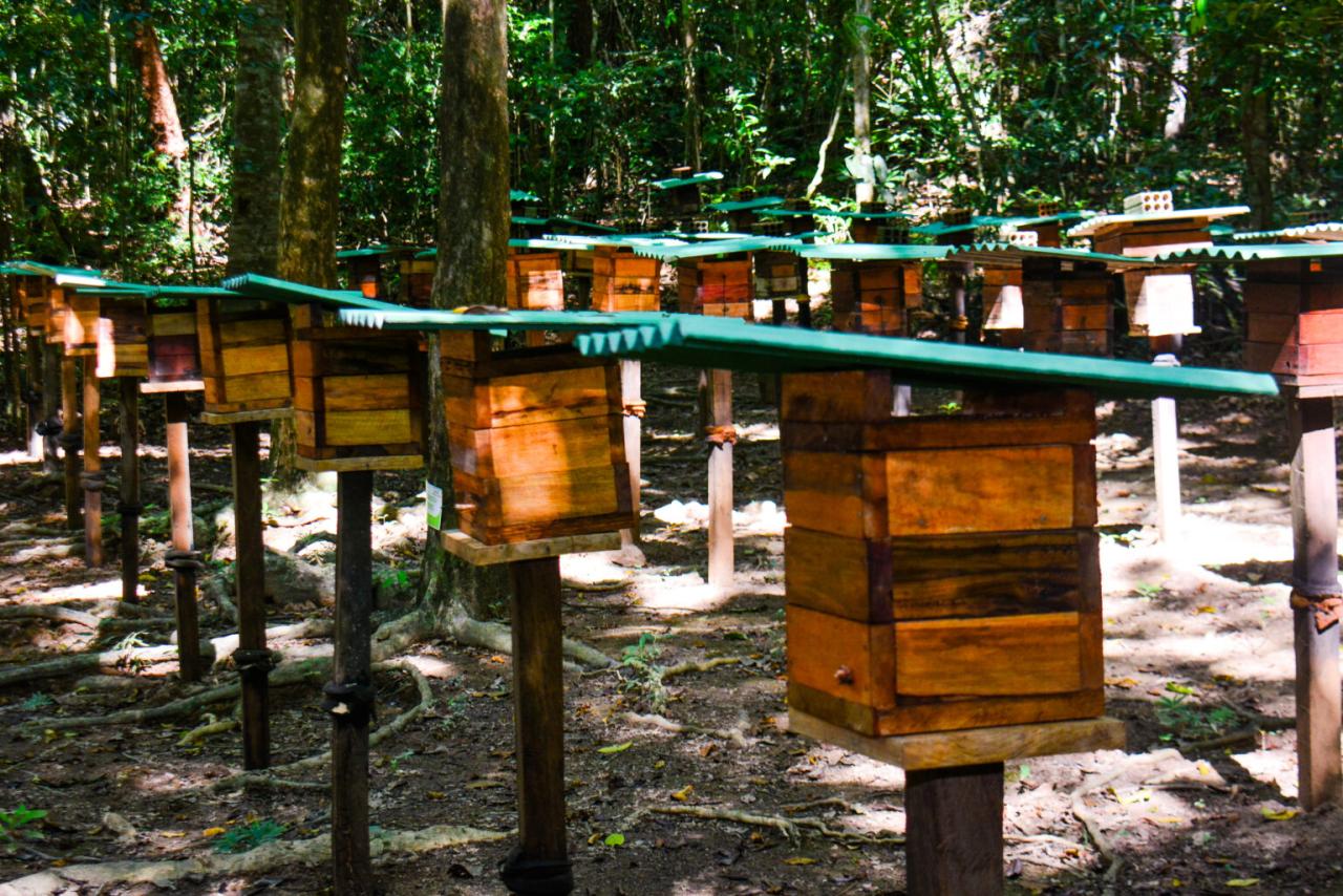Bioparque da Amazônia reabre Meliponário com aproximadamente 100 mil abelhas sem ferrão