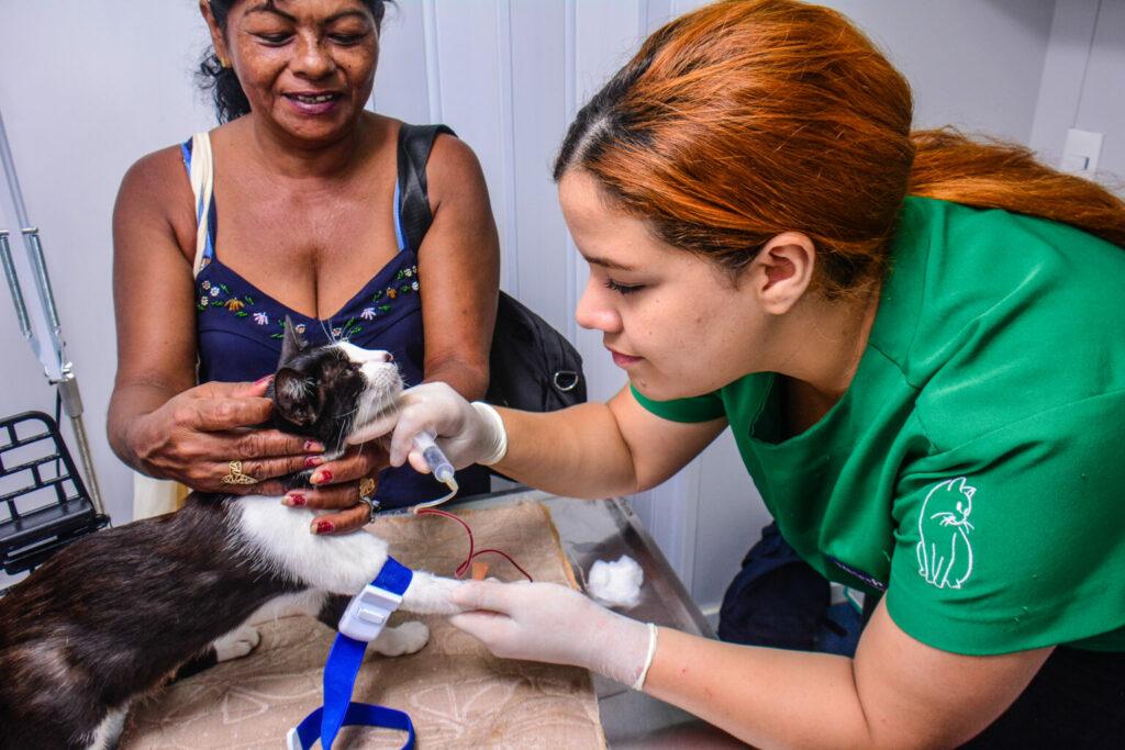 Novo público-alvo do Castramóvel Itinerante são felinos de ambos os sexos