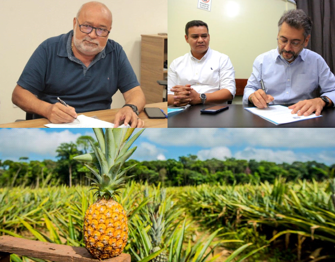 Cultivo do abacaxi em Porto Grande é declarado Patrimônio Cultural Imaterial do Amapá