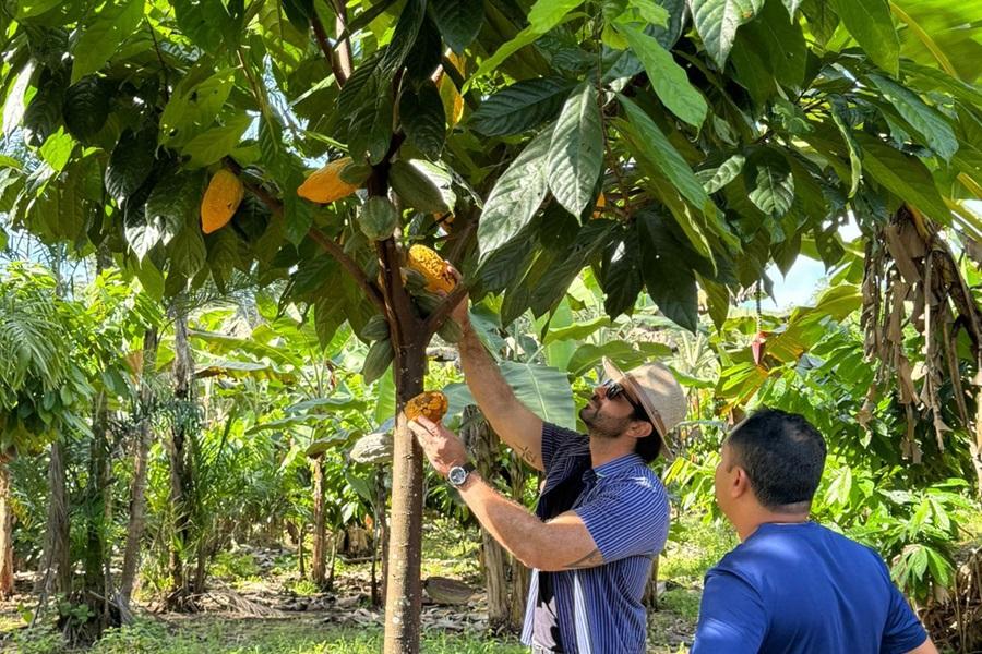 Produtores de Porto Grande recebem capacitação para impulsionar produção de cacau no Amapá