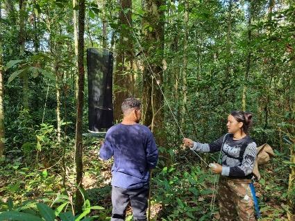 VI FEST Castanha: Celebração da Identidade Amazônica em Laranjal do Jari