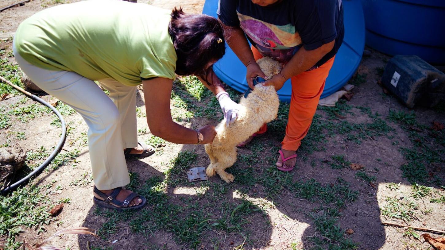 Prefeitura de Santana iniciará vacinação antirrábica para cães e gatos