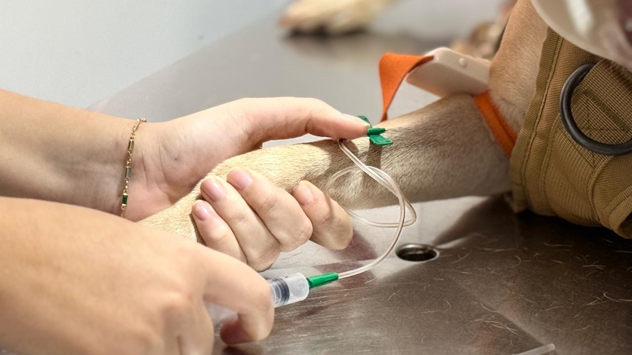 Hospital Veterinário de Macapá ultrapassa 40 mil atendimentos em 2025