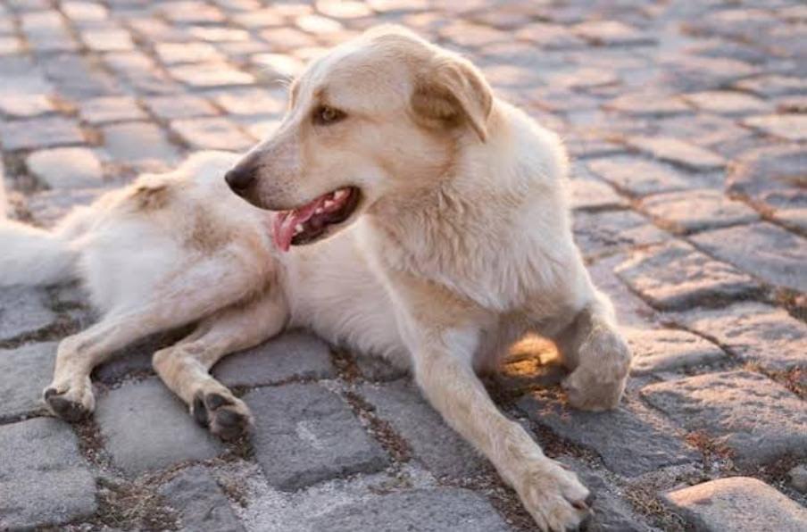 Prefeitura de Santana intensifica ações de combate ao abandono e maus-tratos de animais