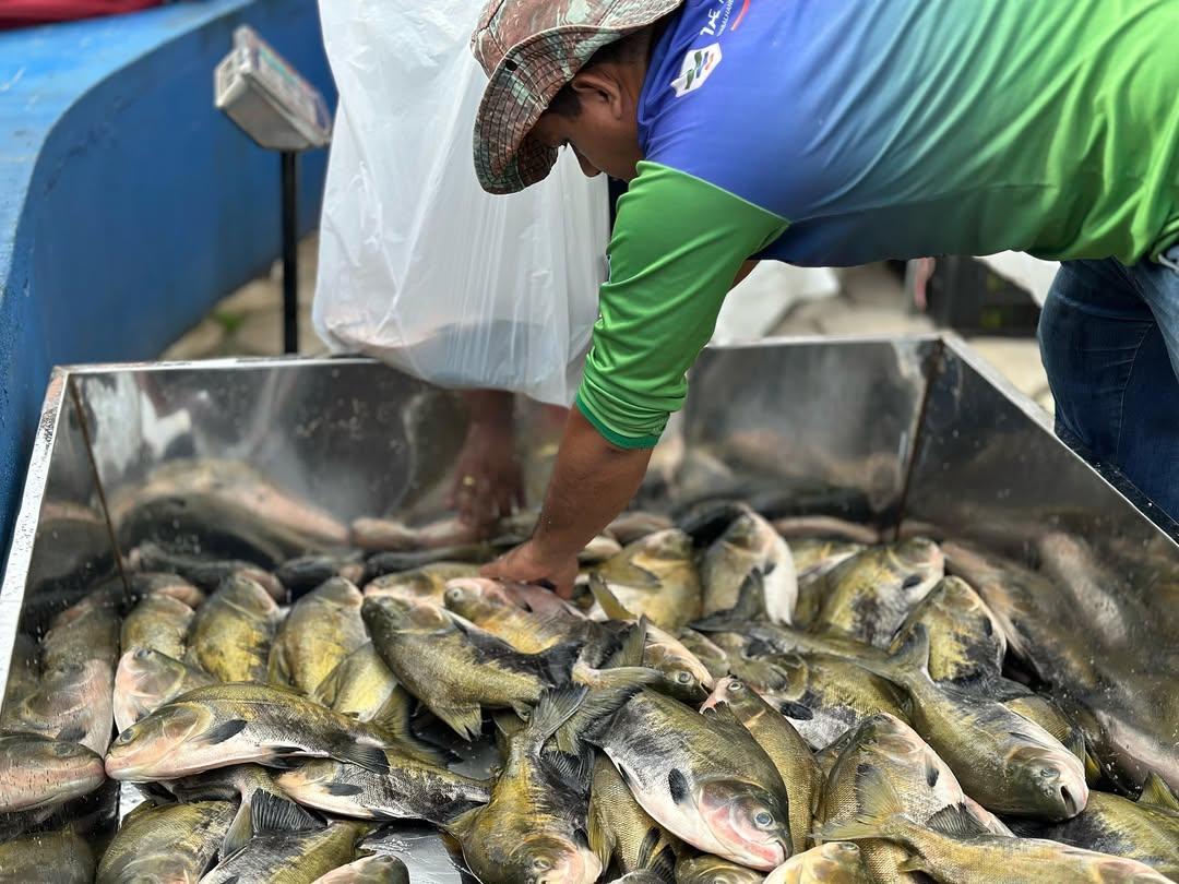 12ª Feira da Piscicultura Familiar leva peixe direto do produtor à Praça Saturnino, em Tartarugalzinho