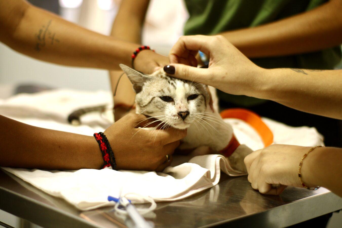 Castramóvel: Serviço garante castração gratuita para felinos em Macapá