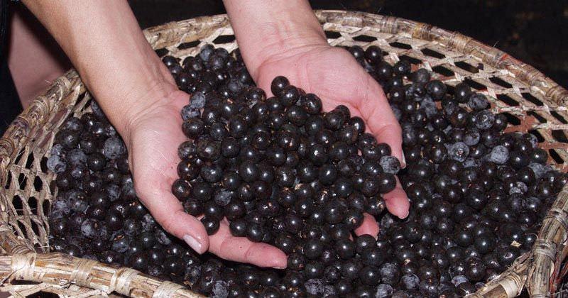 Calçoene alerta população sobre risco da Doença de Chagas no consumo de açaí