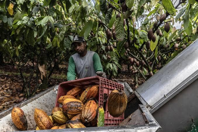 Projeto cria preço mínimo para proteger produtores de cacau