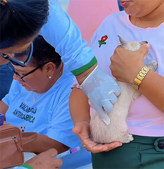 Santana inicia campanha de vacinação antirrábica para proteger cães, gatos e a população