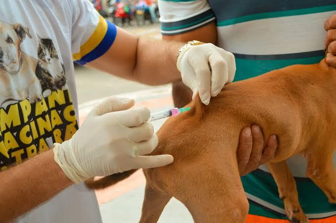 Oiapoque realiza vacinação antirrábica gratuita para cães e gatos e reforça prevenção contra a raiva