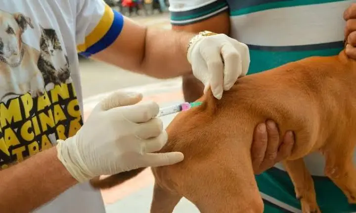 Oiapoque realiza vacinação antirrábica gratuita para cães e gatos e reforça prevenção contra a raiva
