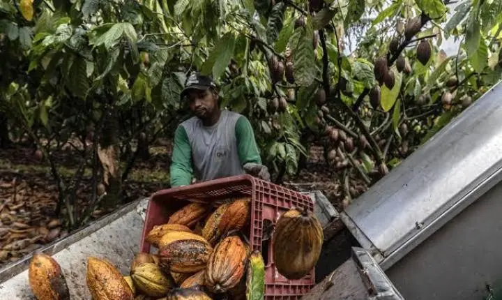 Projeto cria preço mínimo para proteger produtores de cacau