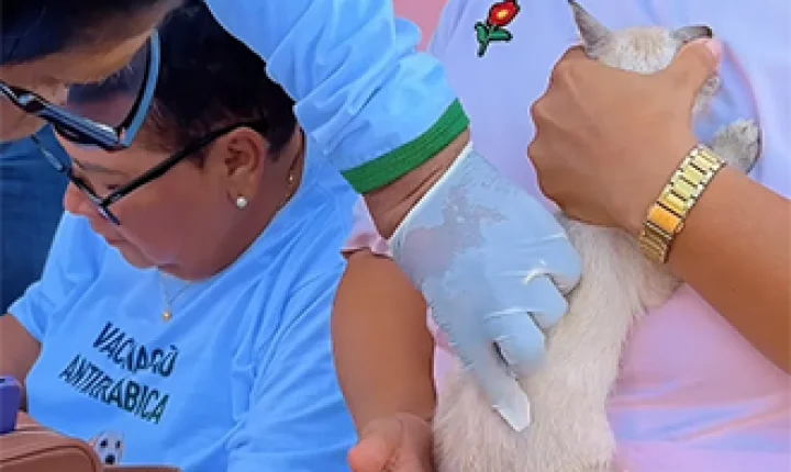 Santana inicia campanha de vacinação antirrábica para proteger cães, gatos e a população